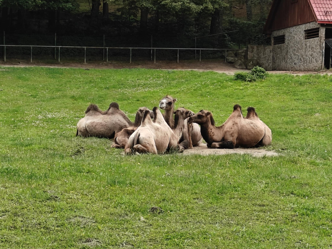 Oliwa Zoo-格但斯克必去景点