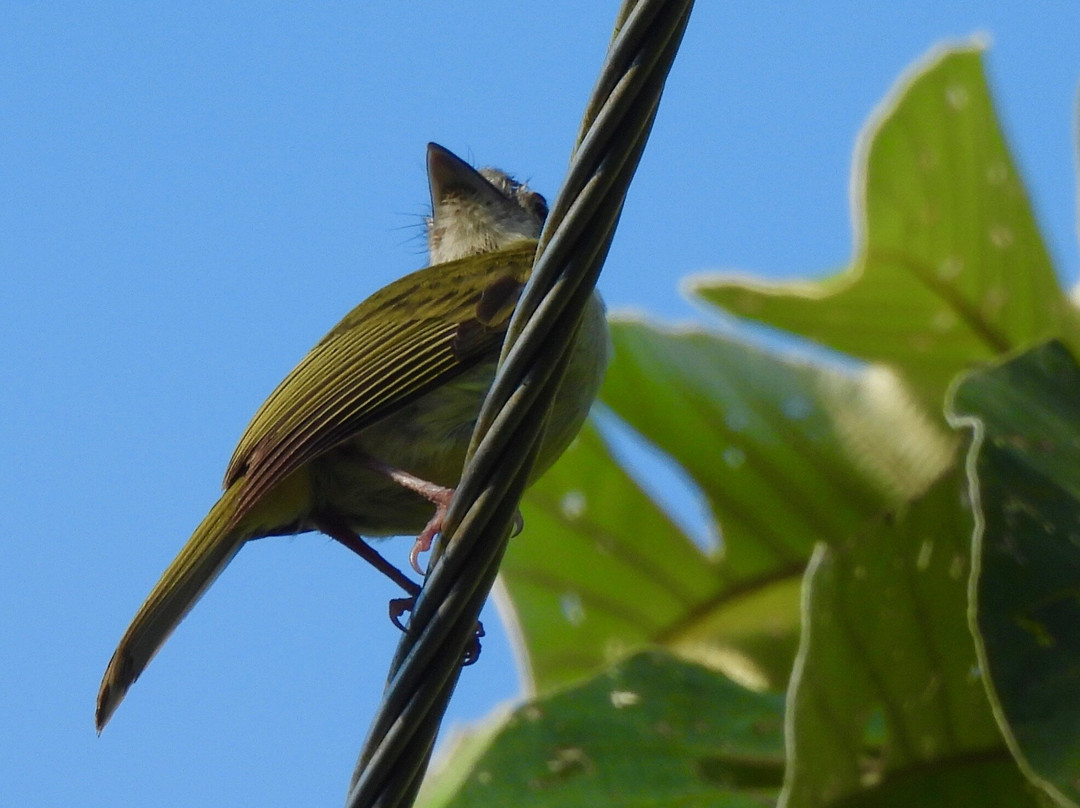 Birdwatching Tours in Sian Ka'an by Eddy-图伦必去景点