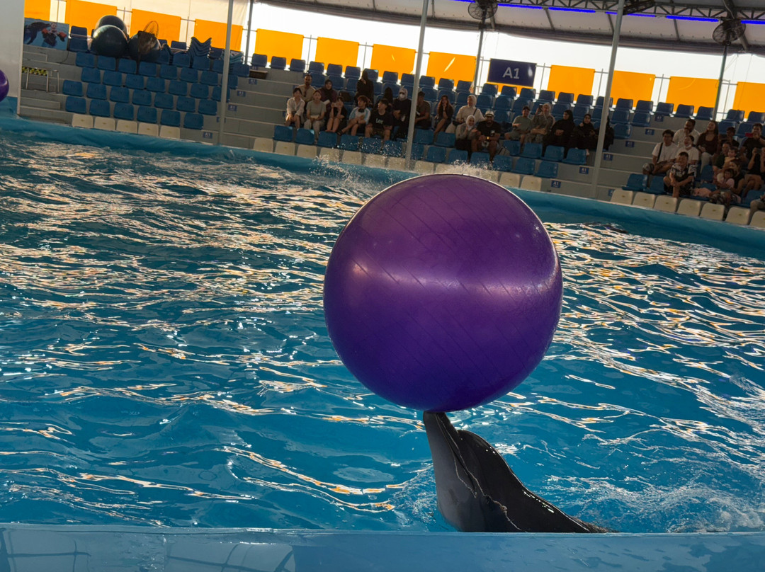 Pattaya Dolphinarium-芭堤雅必去景点