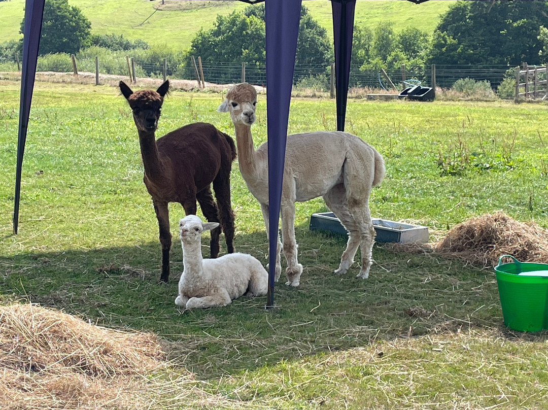 Popham Farm Alpaca Trekking-索尔塔什必去景点
