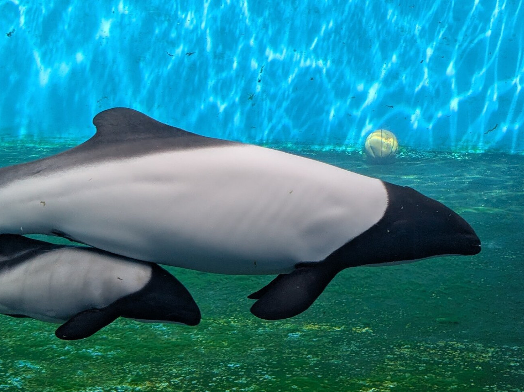 Sendai Uminomori Aquarium-仙台市必去景点