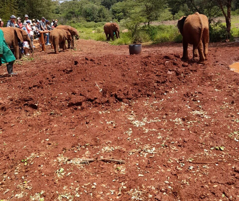 Elac Safaris-内罗毕必去景点