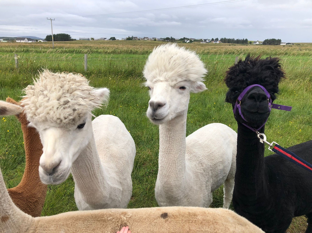 Alpacan - Alpacas of the Outer Hebrides-Isle of Lewis必去景点