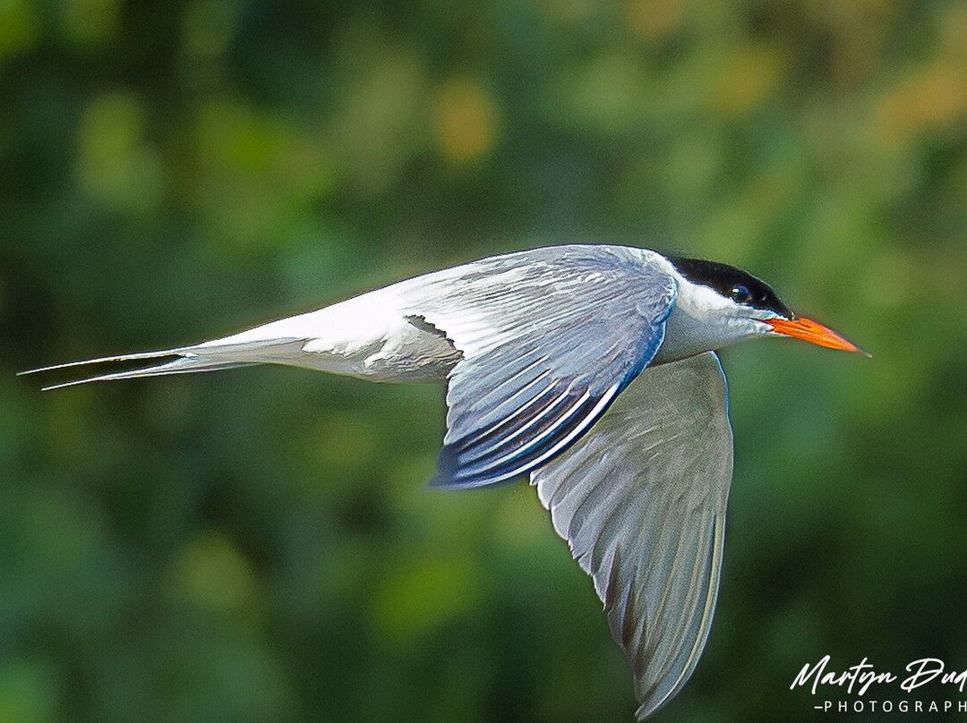 GG Wildlife Experiences Ltd-Goring-on Thames必去景点