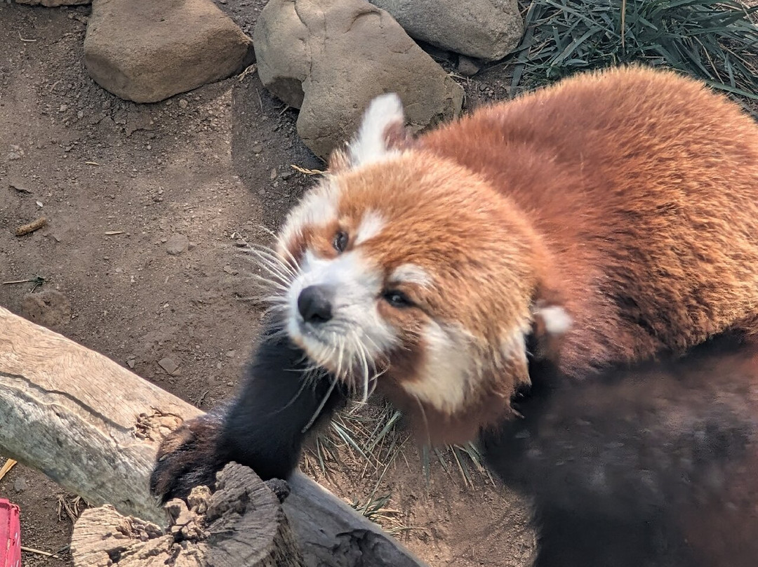Central Coast Zoo-Atascadero必去景点
