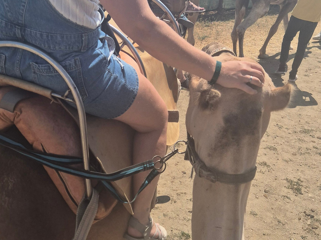 Camel Park Sunny Beach-拉夫达必去景点