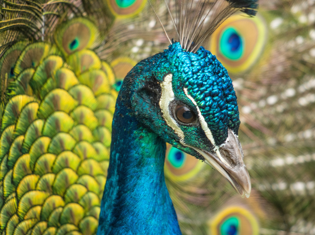 Parque natural de flora y fauna Dr. Talice-Trinidad必去景点
