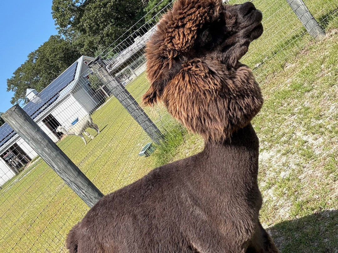 Silver Fox Farm Alpacas-Egg Harbor City必去景点