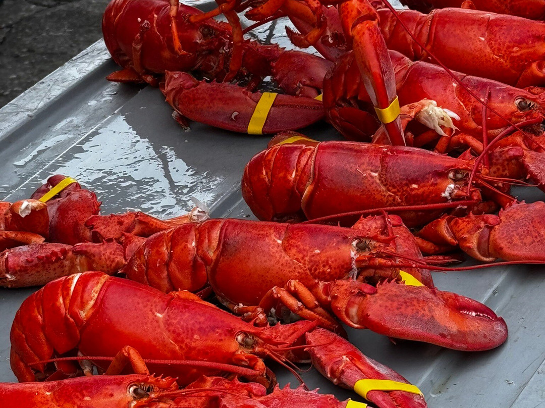 缅因州龙虾节-罗克兰必去景点