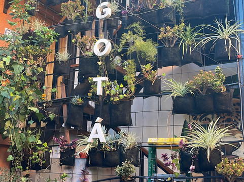 Masaya波哥大主图