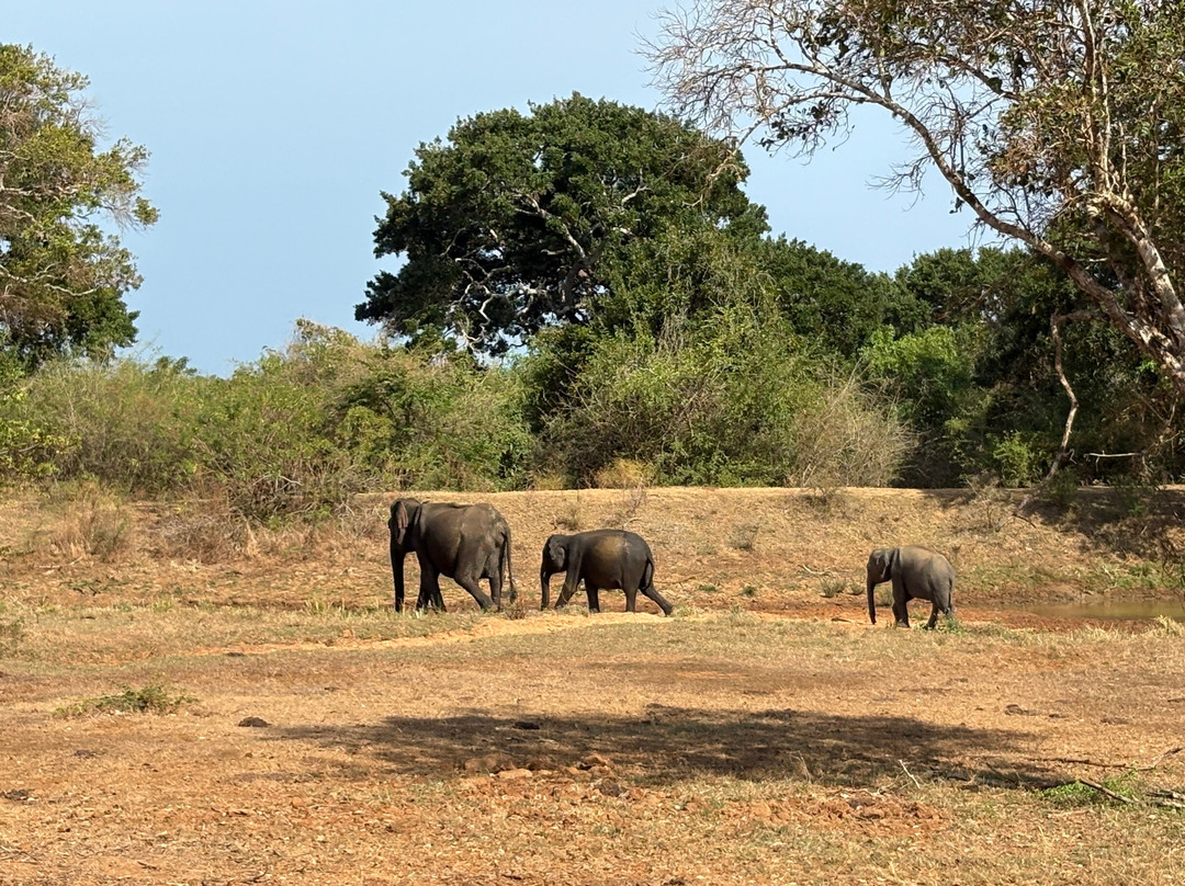 Yala Safari by WildQuest Tours-蒂瑟默哈拉默必去景点