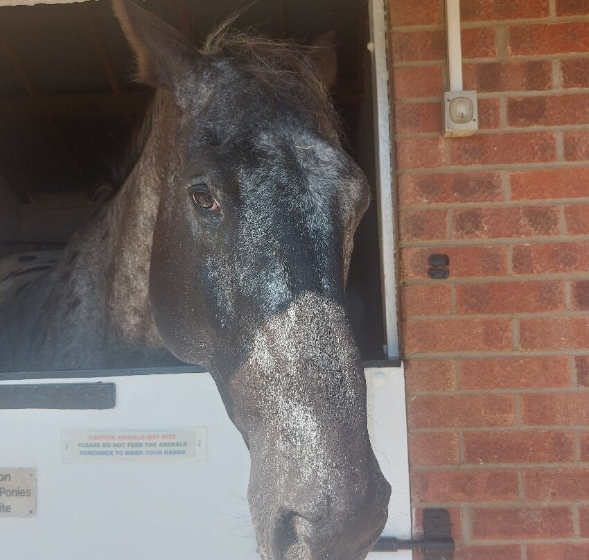 Hillside Animal Sanctuary-Frettenham必去景点