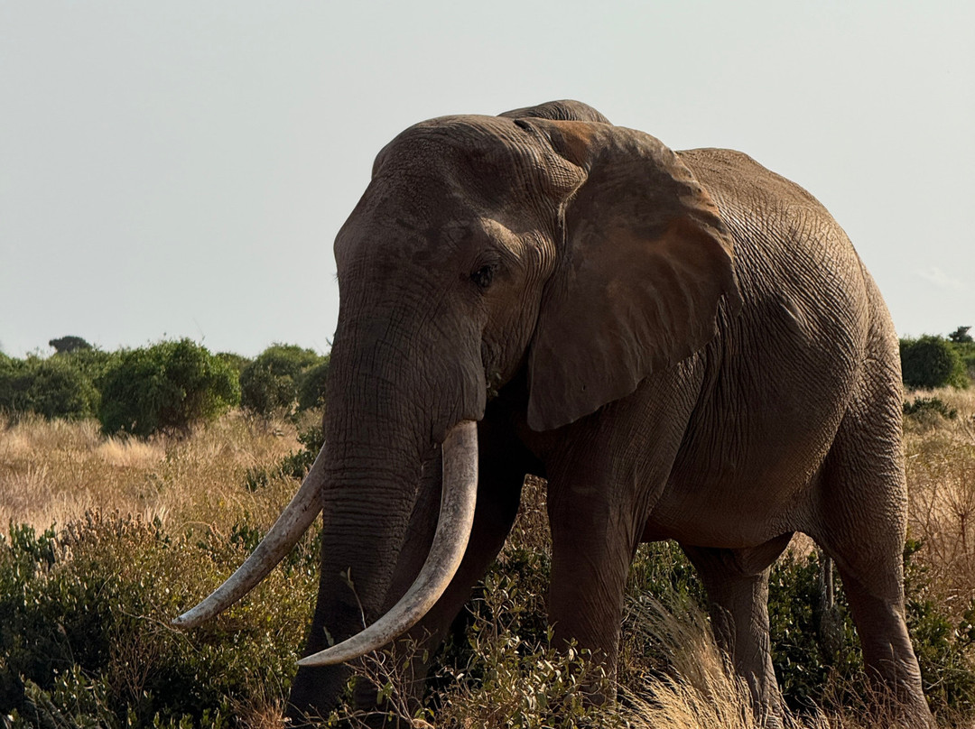 Nakupendakenya Safari & Tours services-蒙巴萨必去景点