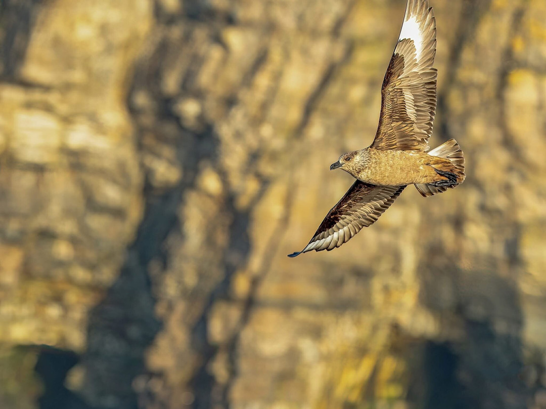 Shetland Seabird Tours - The Noss Boat-Lerwick必去景点