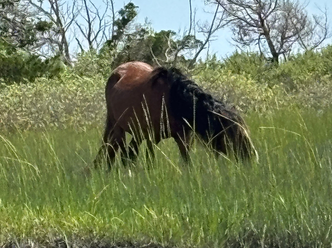 Waterbug Tours-Beaufort必去景点