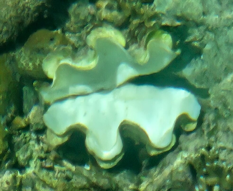 Maratua Island-德拉旺群岛必去景点