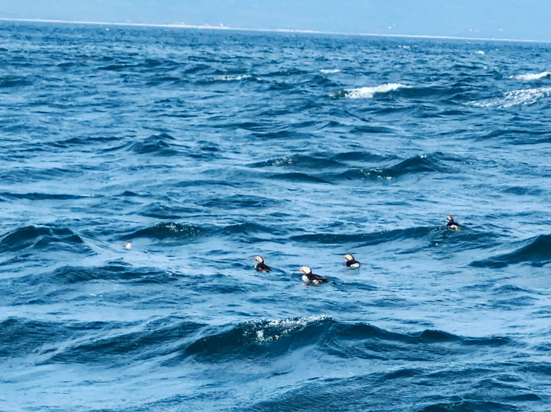 Bird Island Boat Tour-Big Bras d'Or必去景点