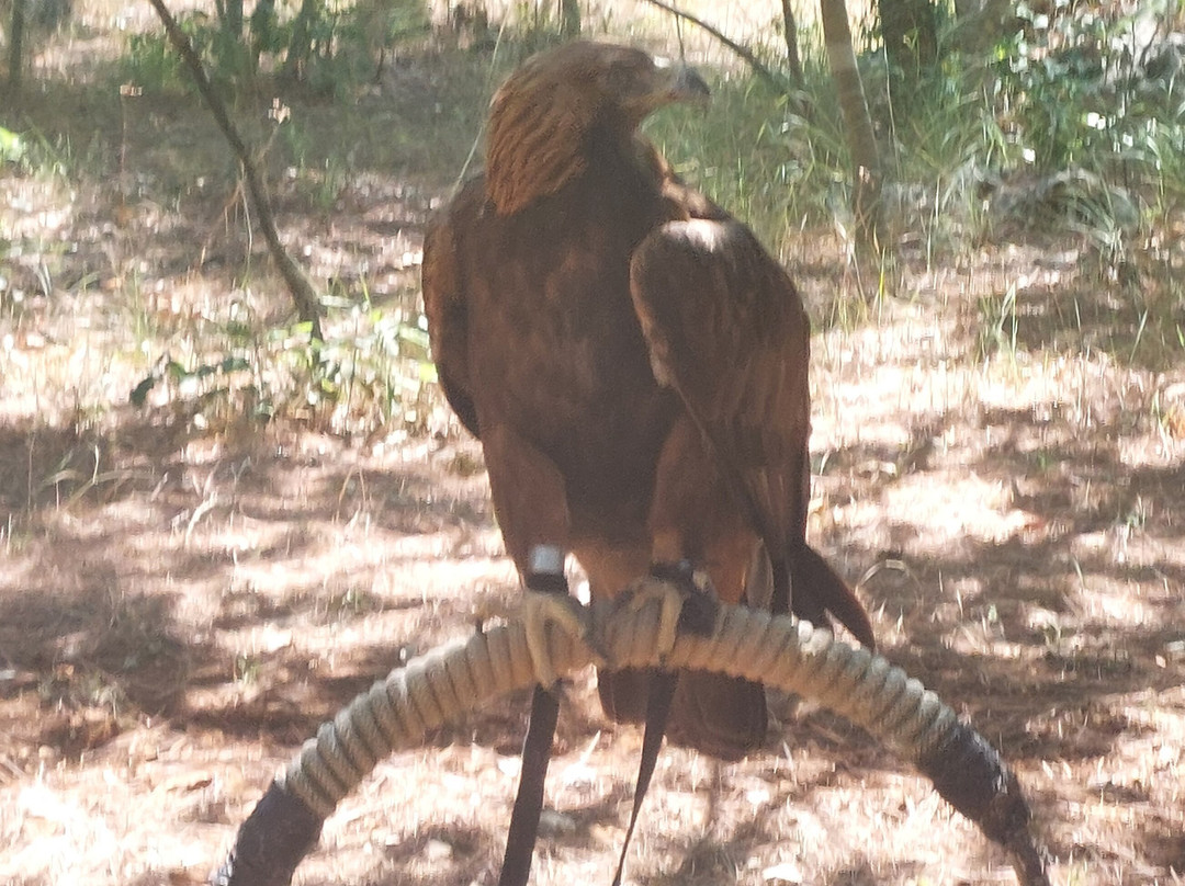 Sokolarski Raptor Centre-希贝尼克必去景点