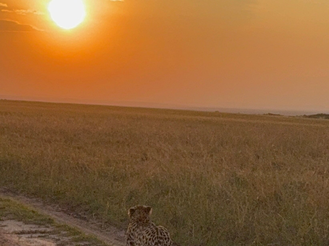 Banok Safaris-内罗毕必去景点