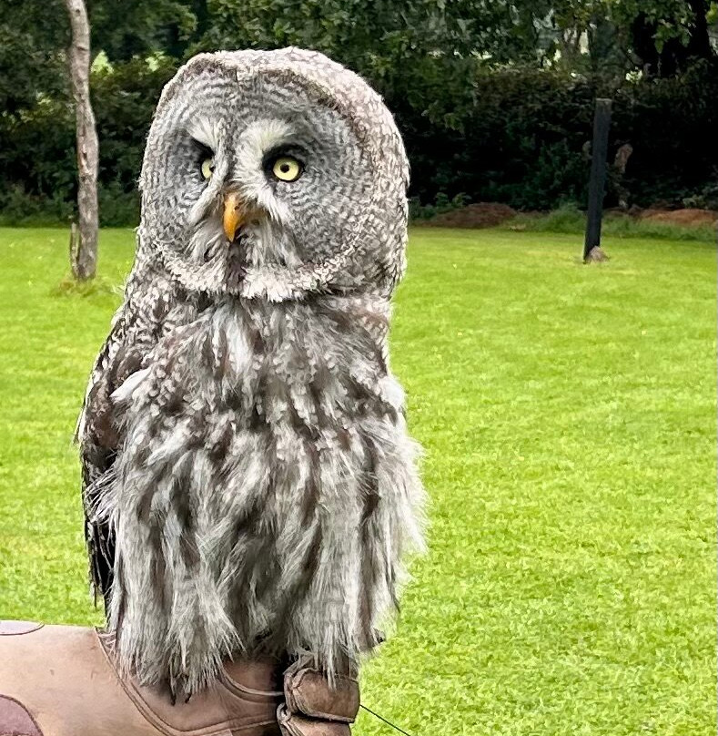 Killarney Falconry-基拉尼必去景点