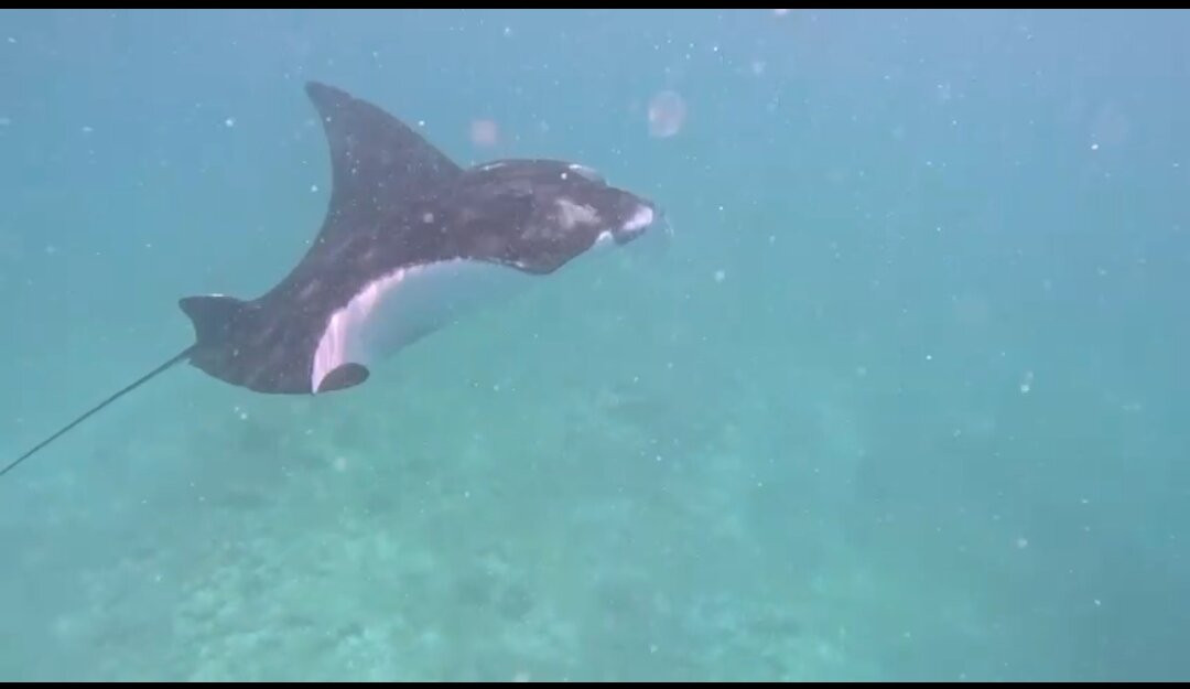 Manta Nomad Divers-Maalhos必去景点