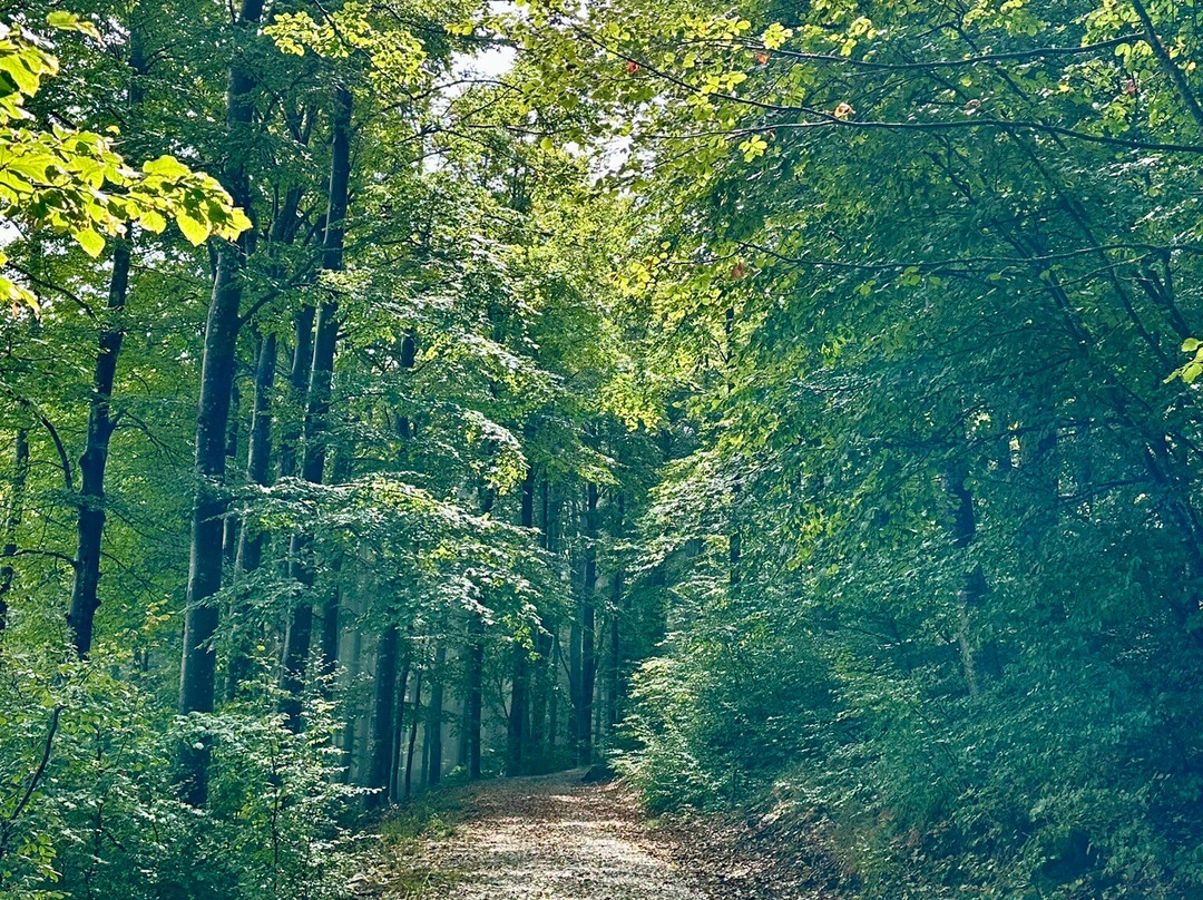 Foresta Biogenetica Di Pian Di Novello-Pian di Novello必去景点