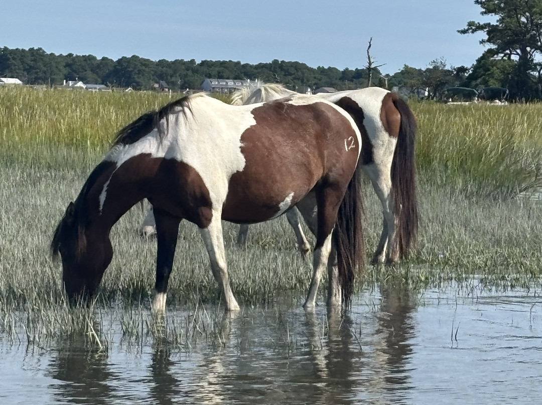 Riptide Pony Tours-Chincoteague必去景点