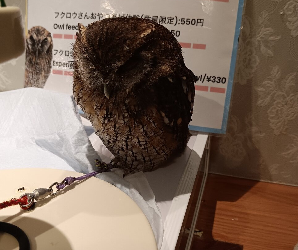 Hedgehog Cafe HARRY, Harajuku-涩谷区必去景点