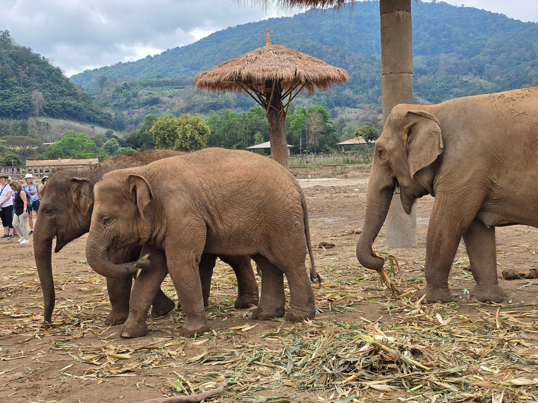 New Elephant Home-Kuet Chang必去景点