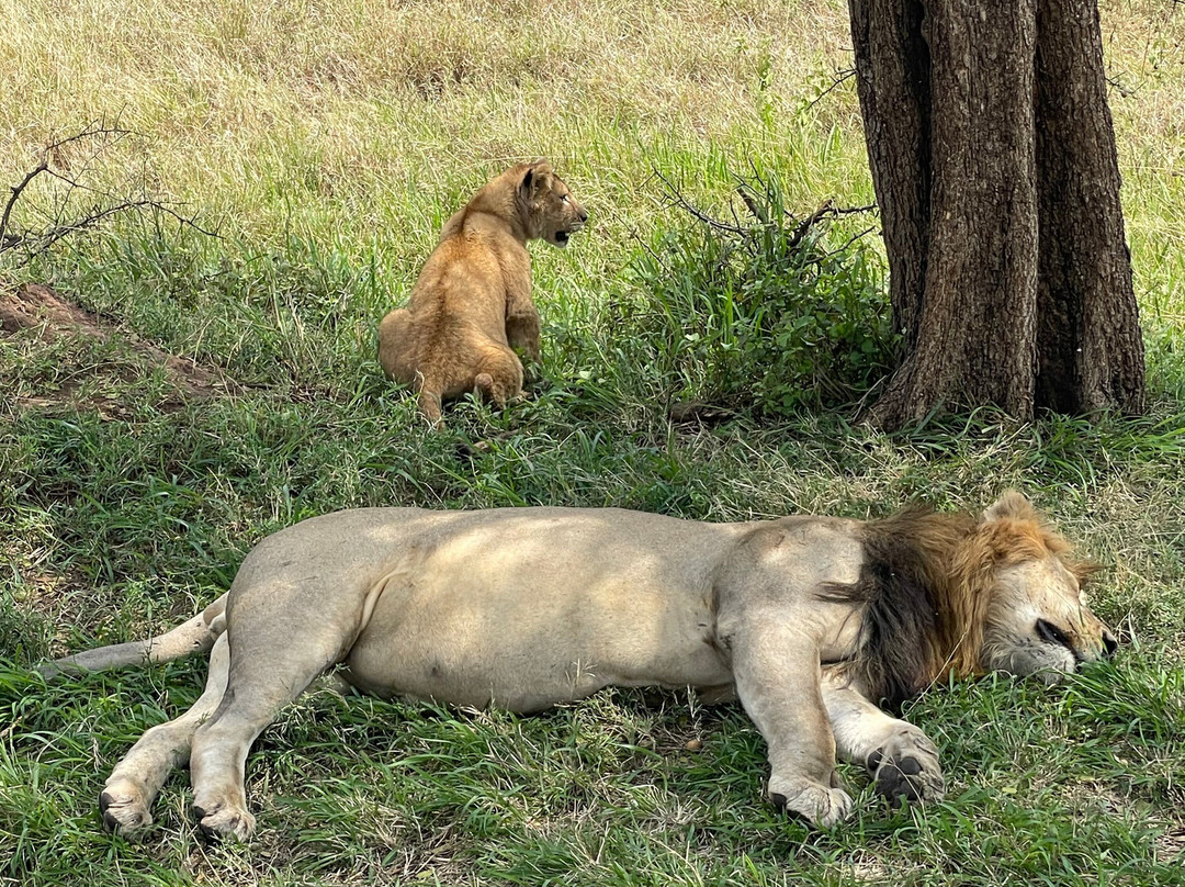 It Started in Africa-阿鲁沙必去景点