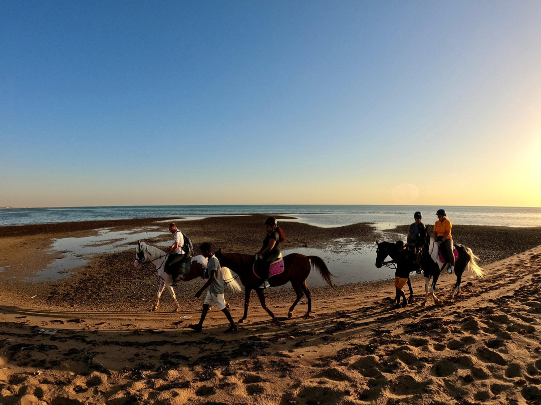 Habiba Horse-艾高娜必去景点