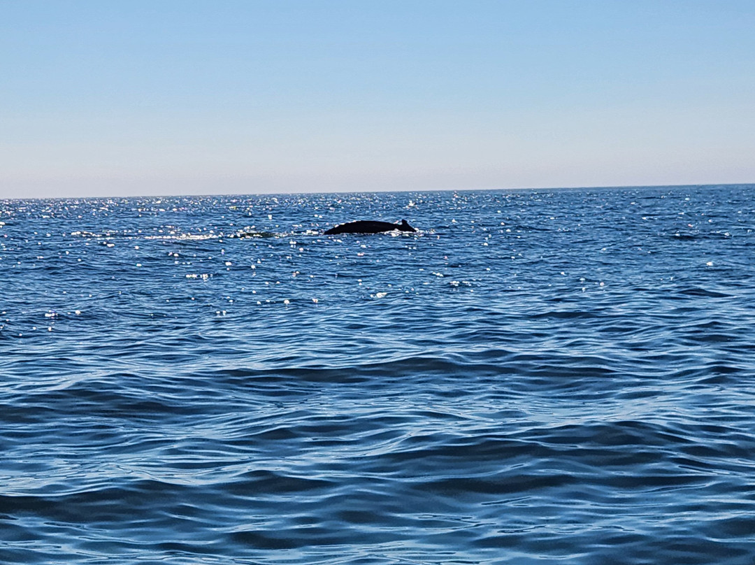 Mariner Cruises Whale and Seabird Tours-Brier Island必去景点