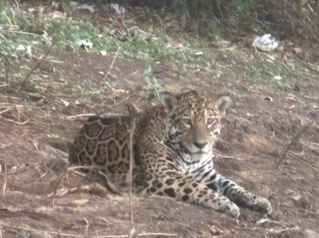 Pantanal Discovery-大坎普市必去景点