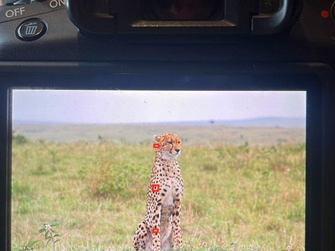 Apex Photo Safaris-内罗毕必去景点