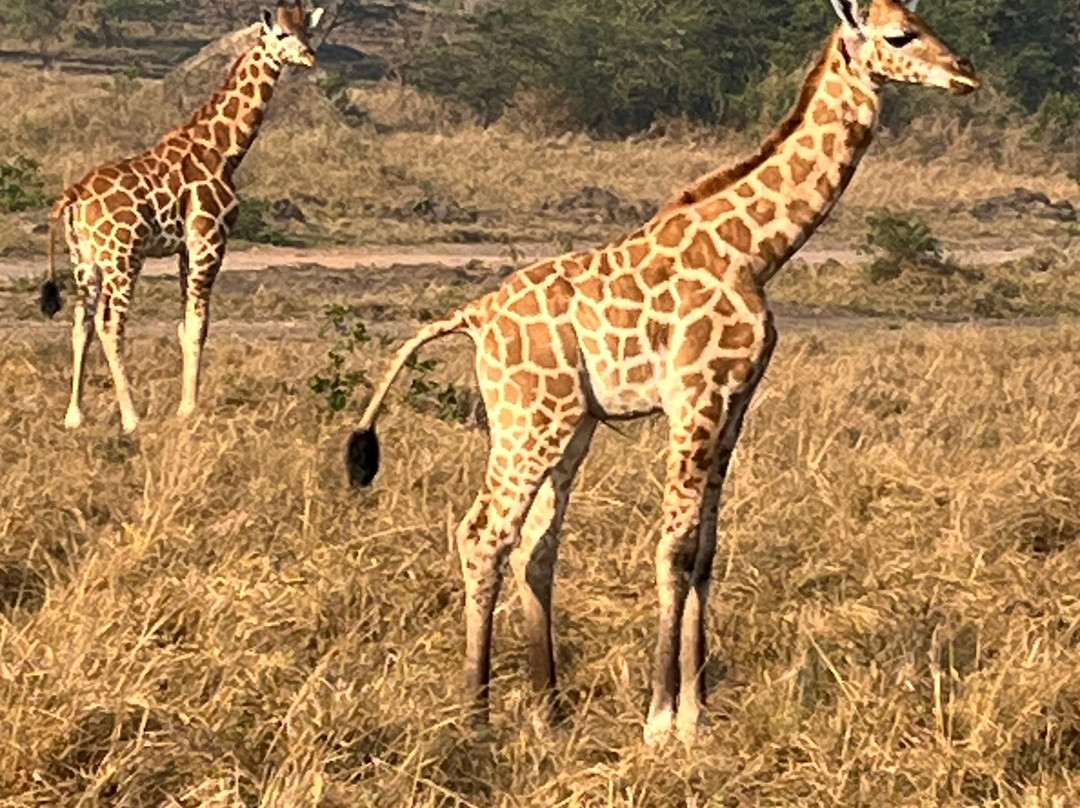 Munda Africa Adventure | Gorilla Trekking & Wildlife Safaris-恩德培必去景点