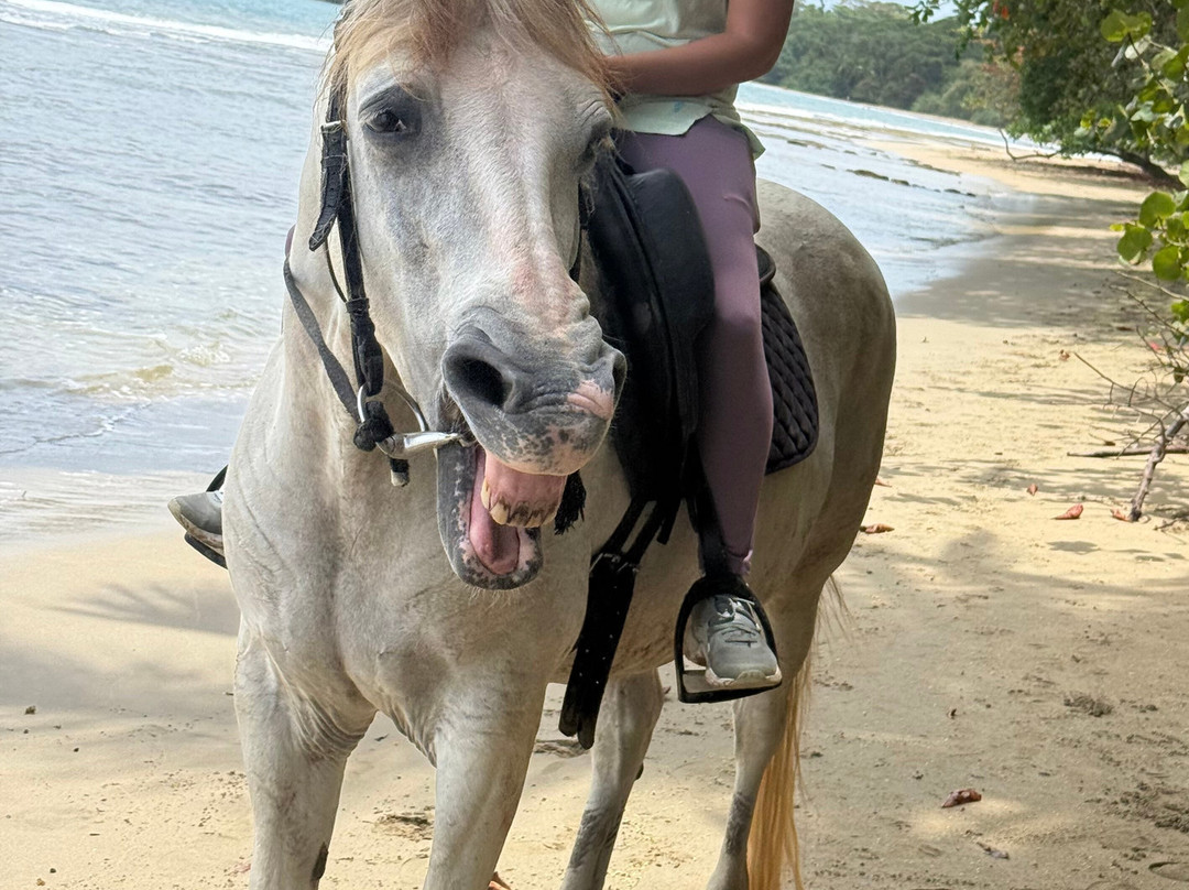 Caribe Horse Riding Club-Cocles必去景点