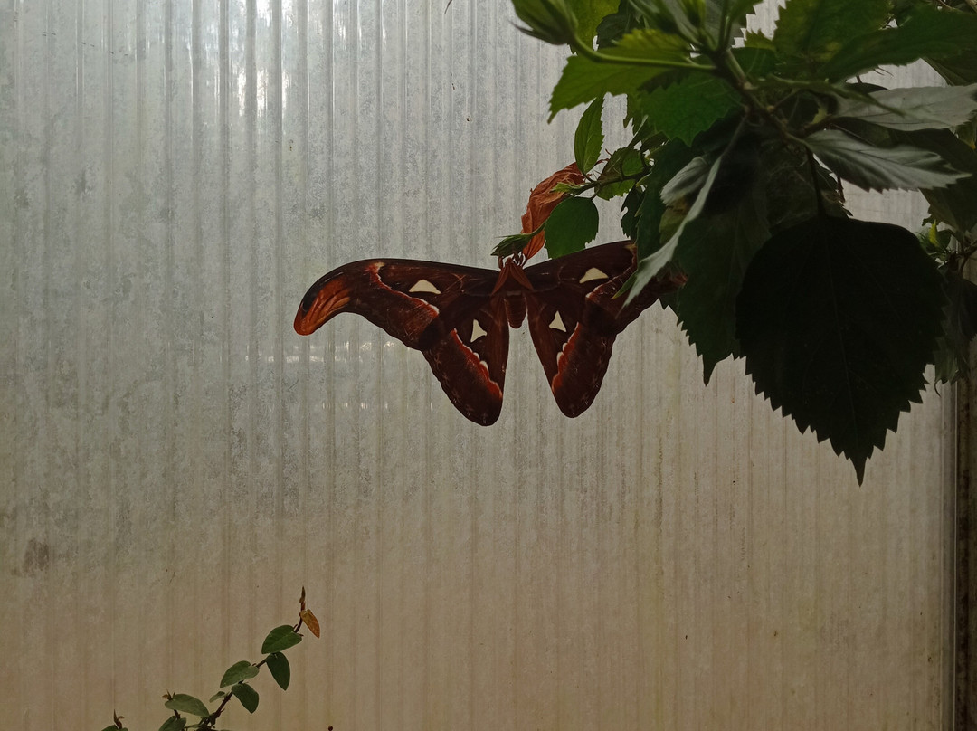 Butterfly Park Empuriabrava-Castello d'Empuries必去景点