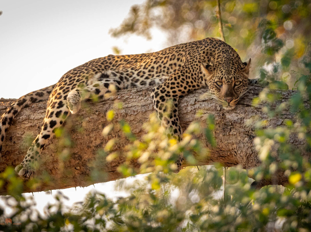 Wild Eye-弗维斯必去景点