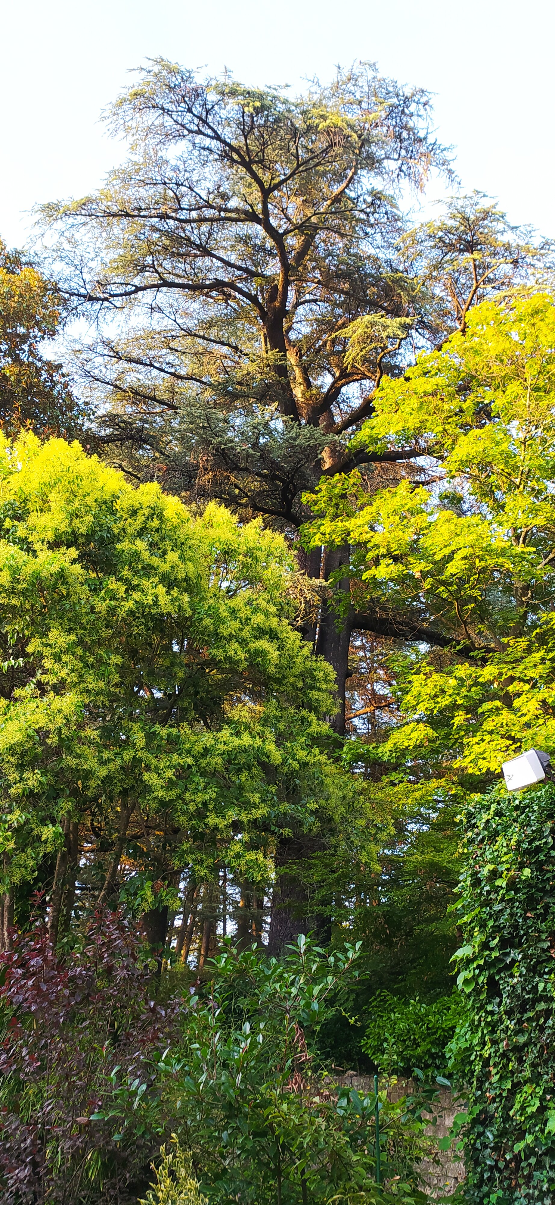 Auberge Cocagne-官方