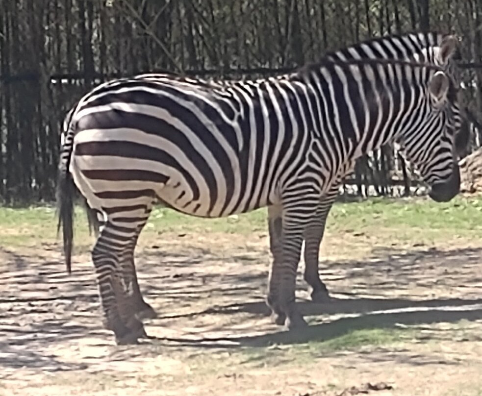 Tulsa Zoo-塔尔萨必去景点