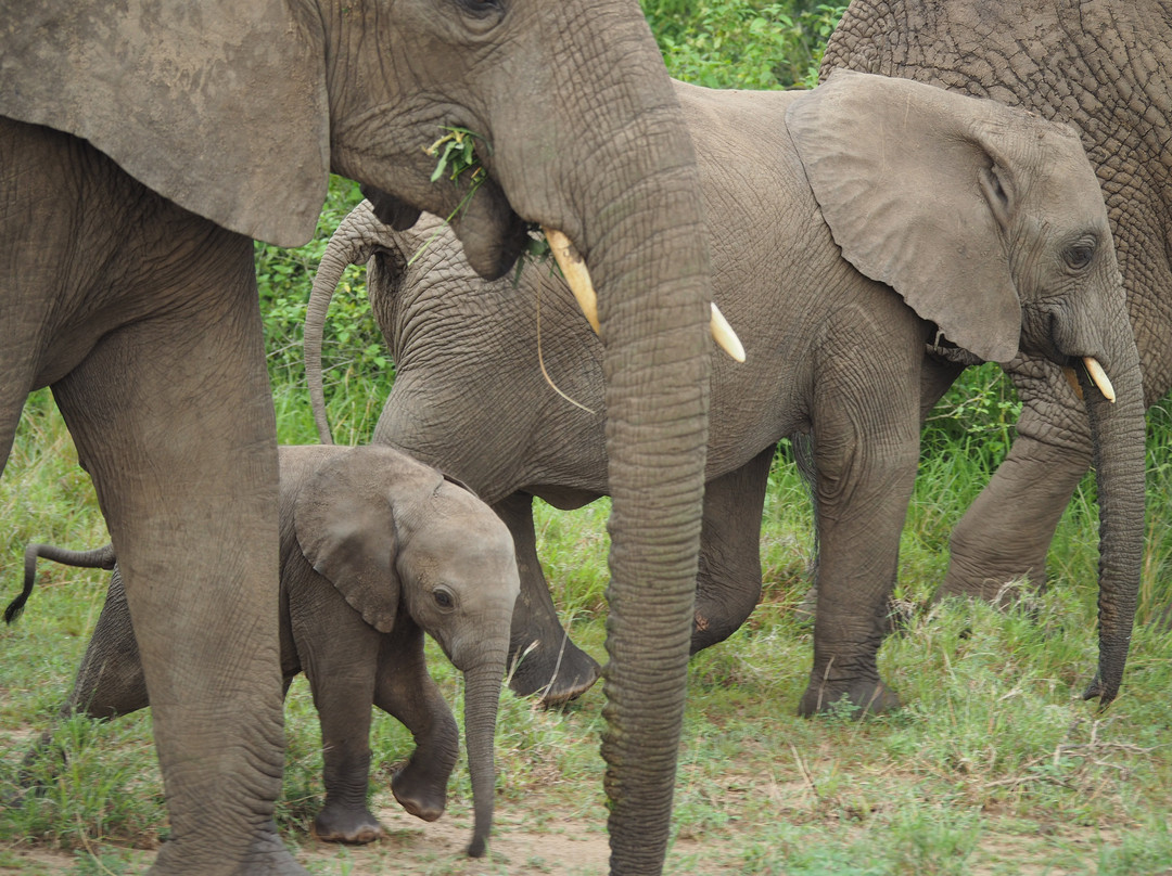 Walters Tours Uganda-坎帕拉必去景点