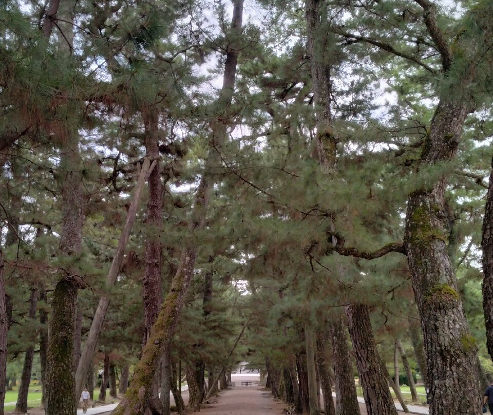 Pine Entrance Path-出云市必去景点