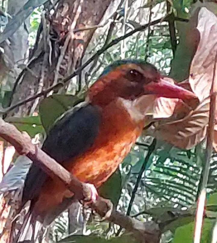 Tangkoko National Reserve-比通必去景点
