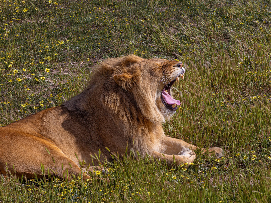 Monarto Safari Park-Monarto必去景点