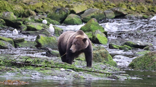 UnCruise Adventures-朱诺必去景点