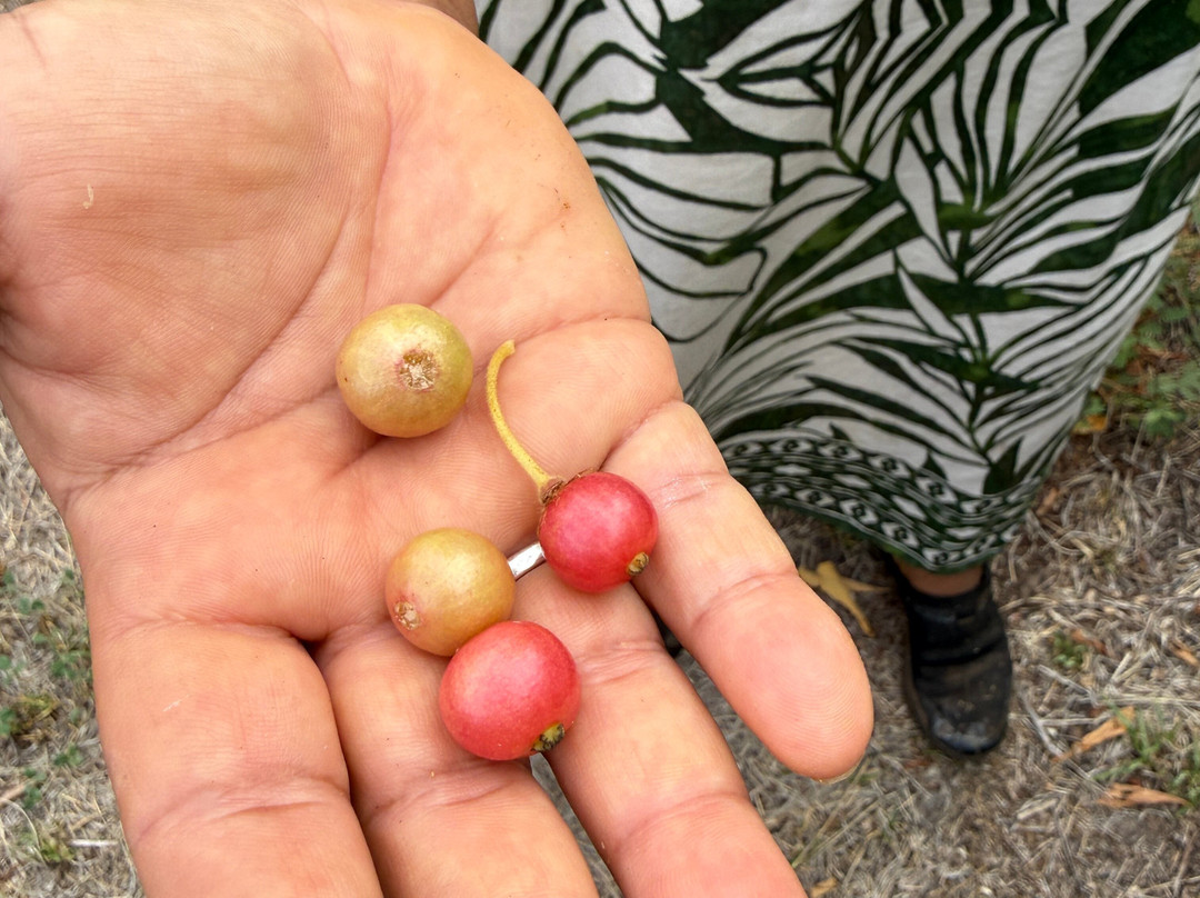 Malolo Farm - Proteas Of Maui