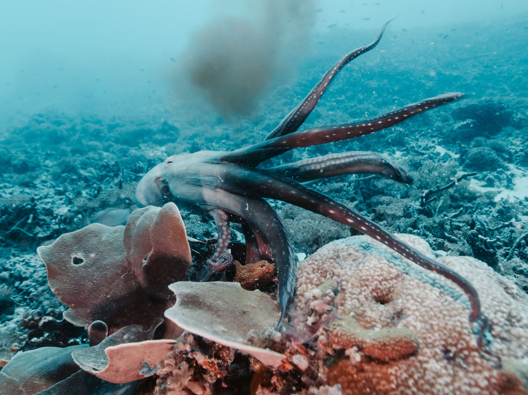 Gili Divers-吉利特拉万安必去景点