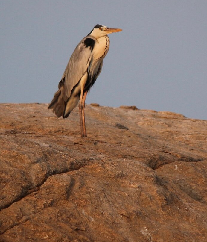 Gal Oya National Park - The Crossing-Ampara必去景点