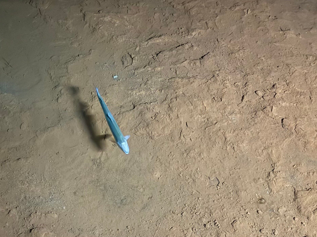 The Lost Sea Adventure-Sweetwater必去景点