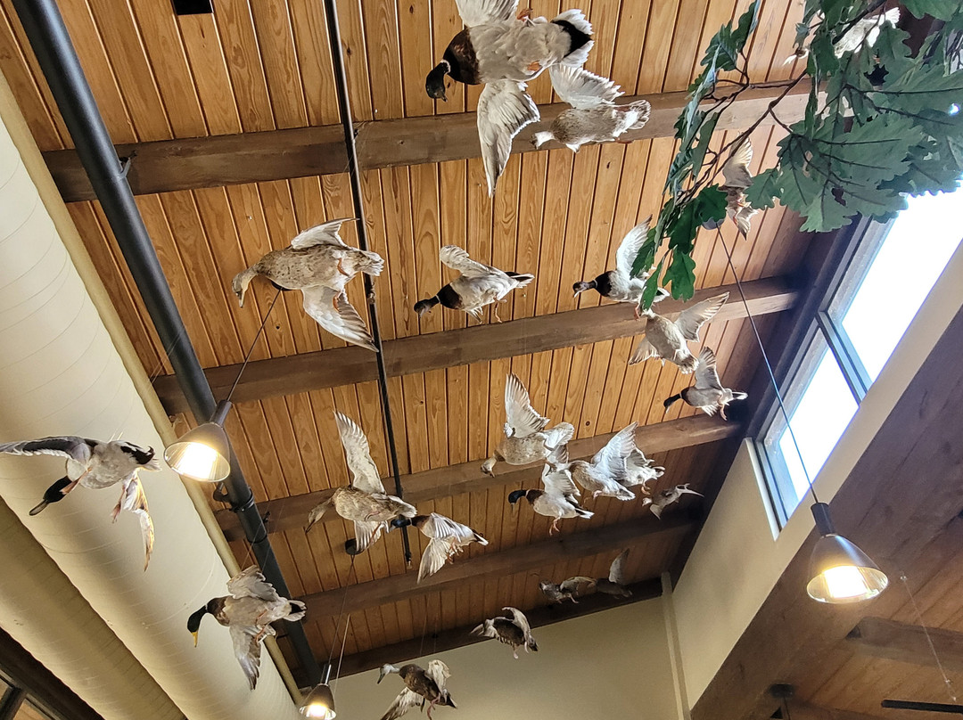 Tennessee National Wildlife Refuge-Springville必去景点